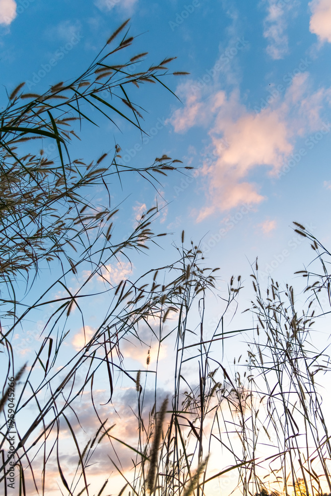 Fototapeta premium Low angle view of grass with cloudy sky