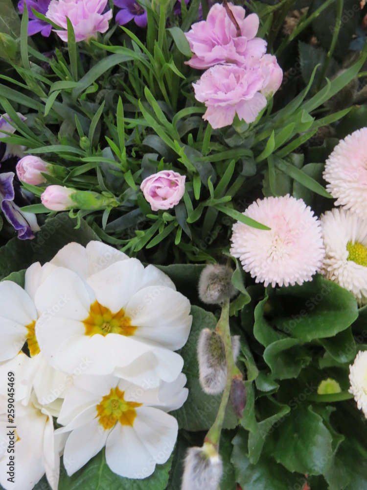 Blumen Blumen