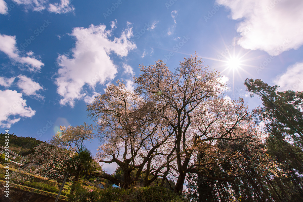 Obraz premium 下久保エドヒガン桜