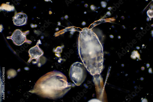 Plankton are organisms drifting in oceans and seas. photo