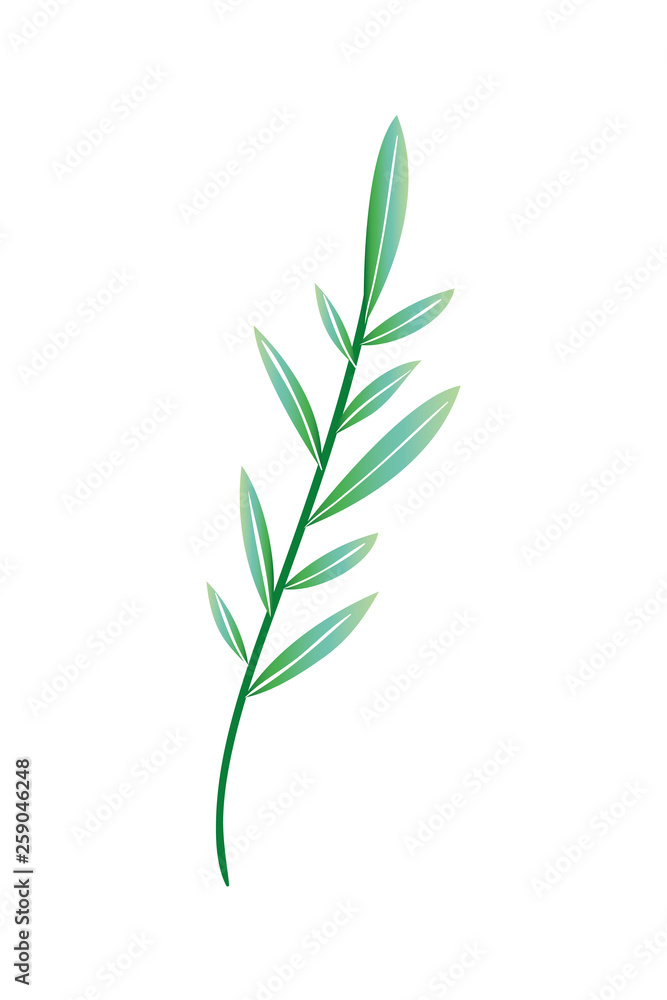 Fototapeta premium branch with leaf isolated icon