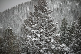 Snowy pine forest