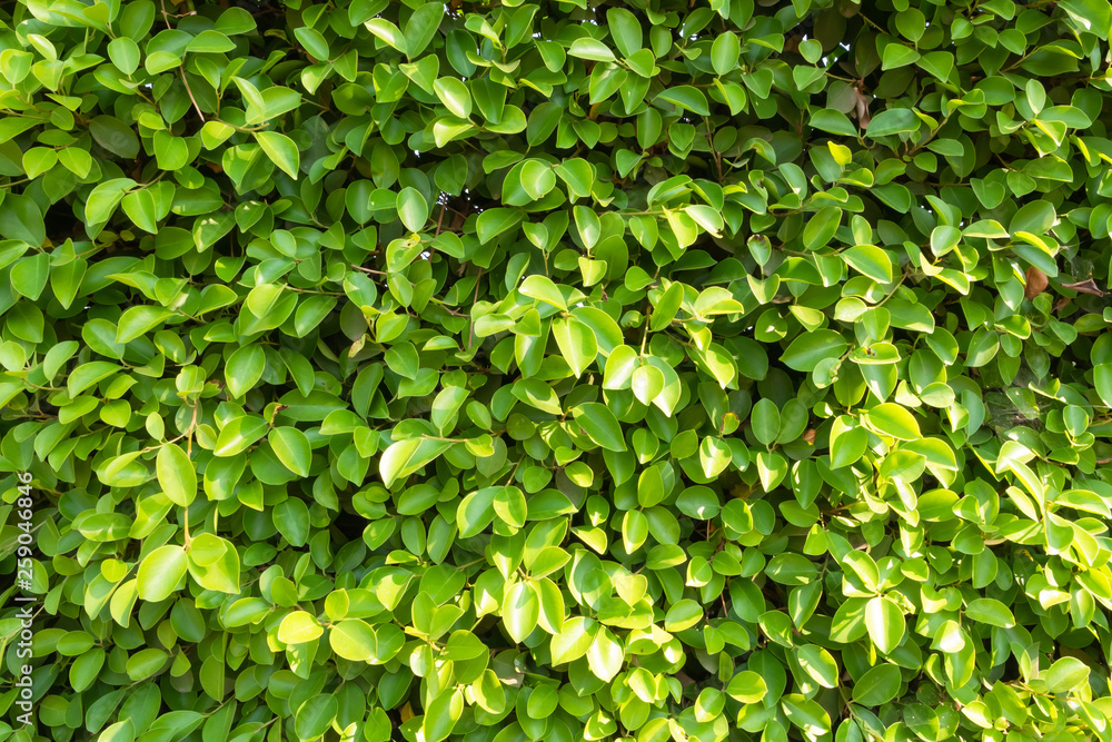 full frame Banyan Tree or Ficus annulata background and texture full frame Banyan Tree or Ficus annulata background and texture