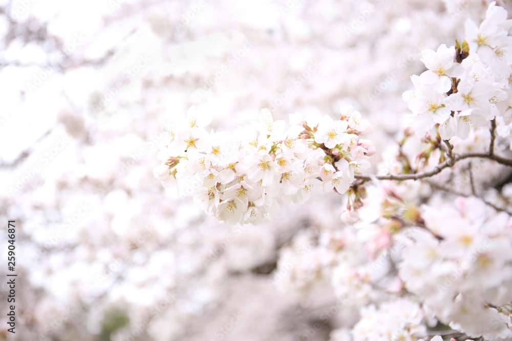 Naklejka premium beautiful background of cherry blossom