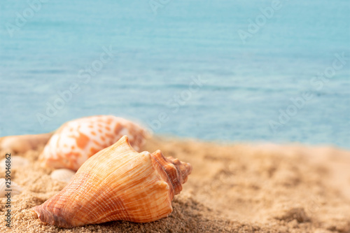 shell on the beach with the blue sea