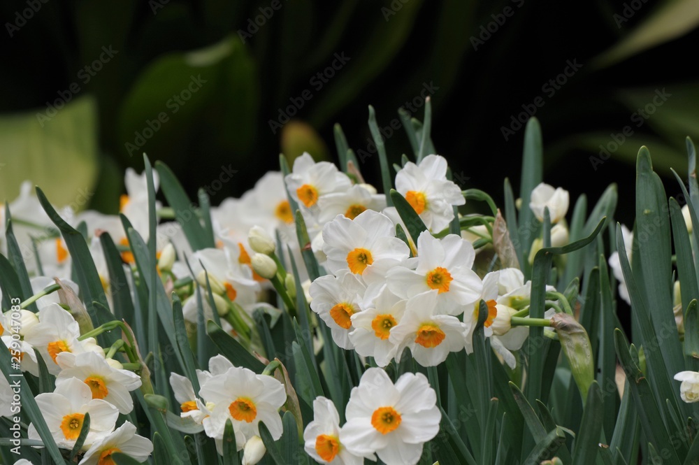 水仙の花 水仙の花