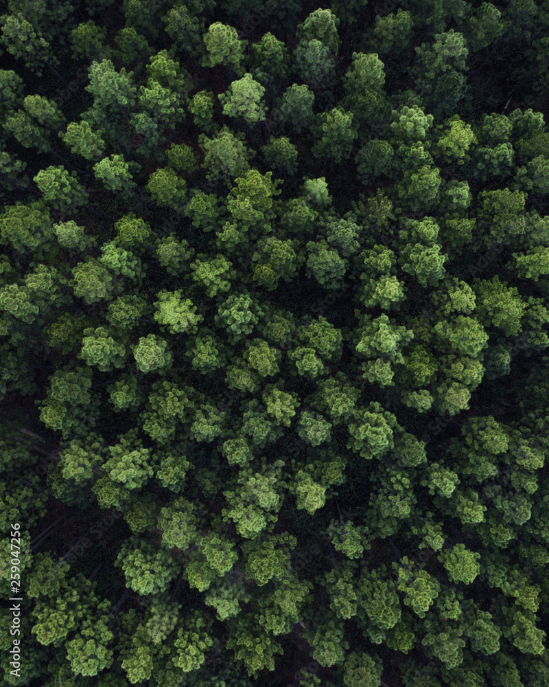 Aerial view of trees from above. Drone shot of Nordic trees like pines and fire trees Christmas trees.