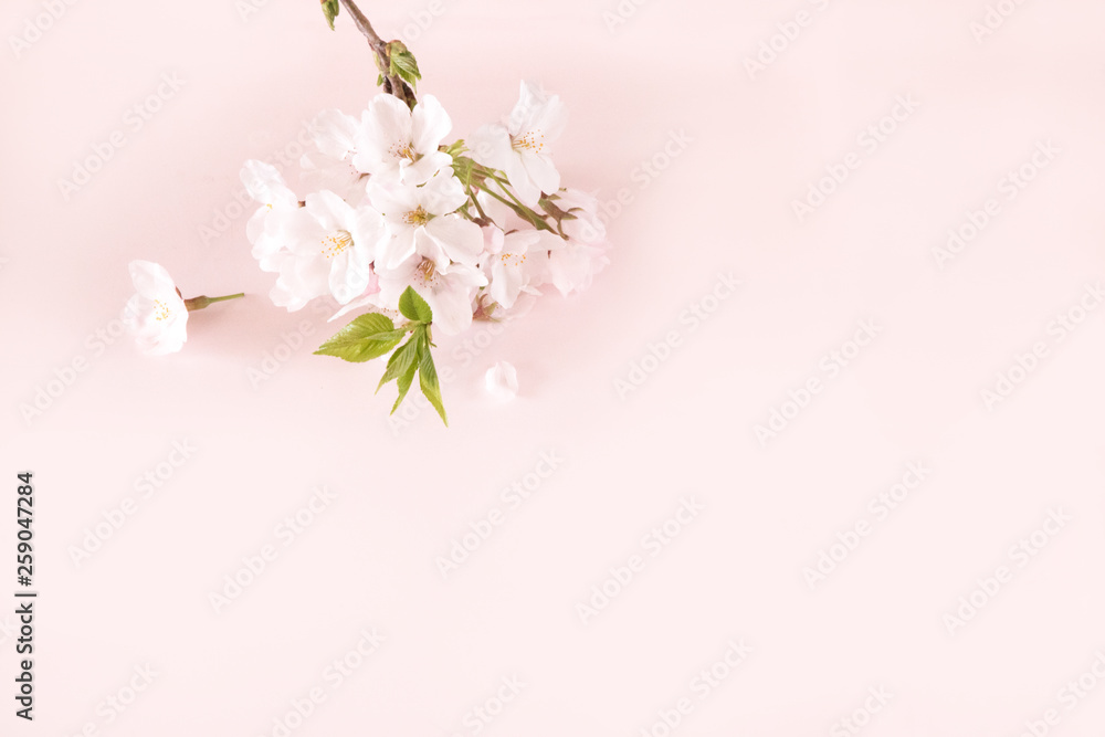 桜の背景素材ピンク背景横向き