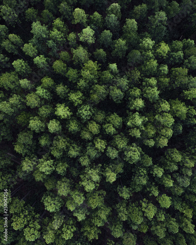 Aerial view of trees from above. Drone shot of Nordic trees like pines and fire trees Christmas trees.