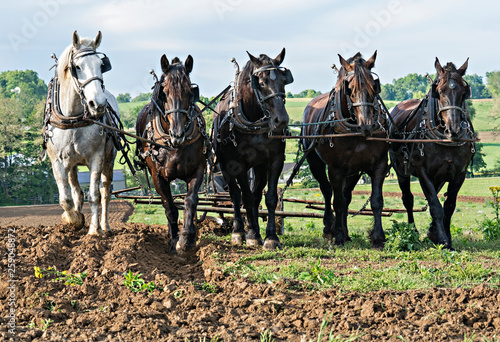 Five Draft Horse Team pulling together in a rural setting.Rolling Hills in the background. Ohio photo