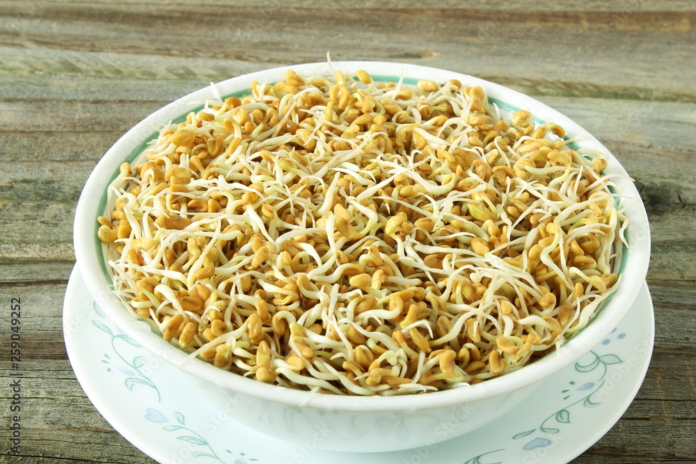 sprouted Fenugreek ready for planting, microgreen or salad in bowl top view isolated sprouted Fenugreek ready for planting, microgreen or salad in bowl top view isolated