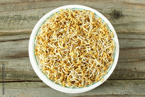 sprouted Fenugreek ready for planting, microgreen or salad in bowl top view isolated