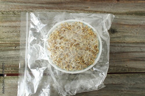 sprouted Fenugreek ready for planting, microgreen or salad in bowl and ziploc bag isolated photo