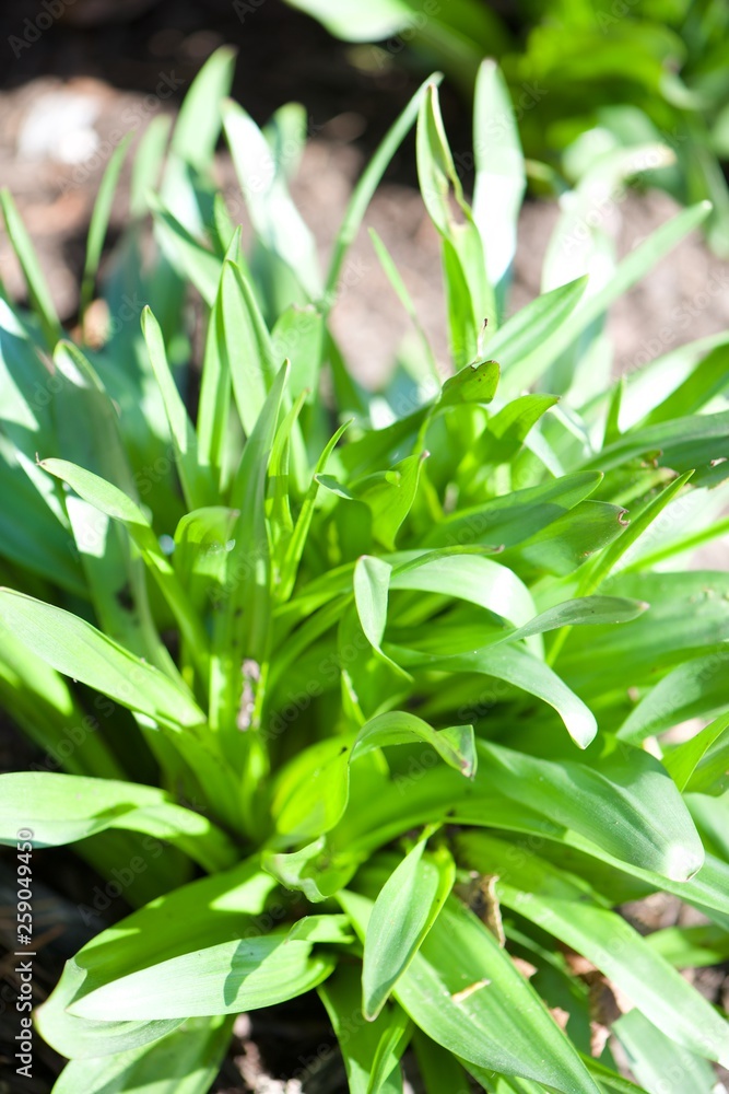 green plant in the garden