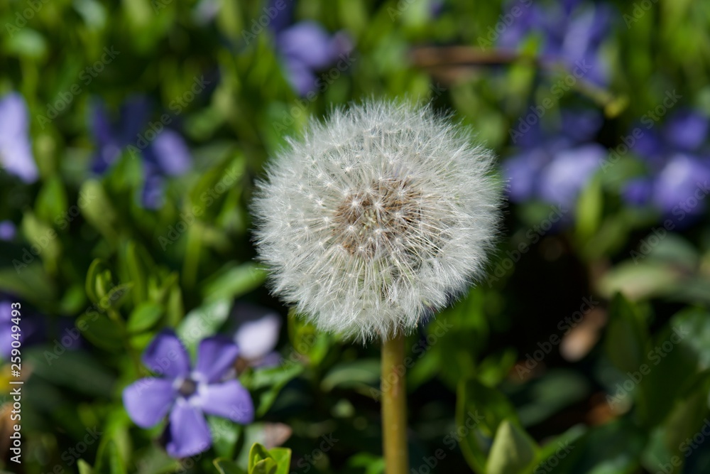 dandelion on background of green grass dandelion on background of green grass