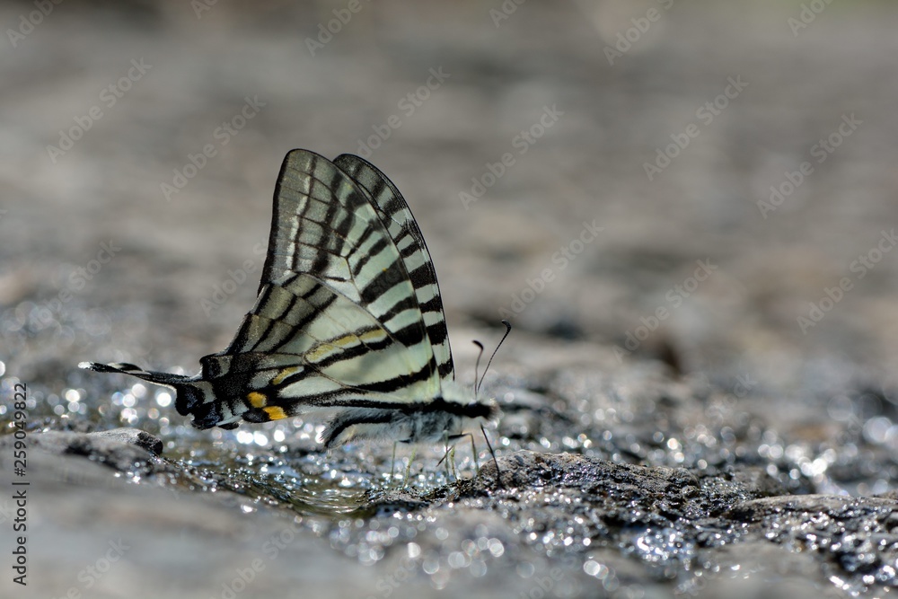 Butterfly from the Taiwan (Pazala eurous) Tailed Such as swords butterfly Butterfly from the Taiwan (Pazala eurous) Tailed Such as swords butterfly
