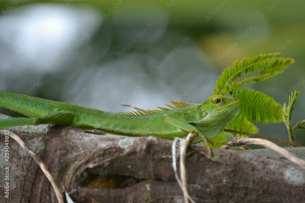 Mane chameleon on the tree stalk Mane chameleon on the tree stalk