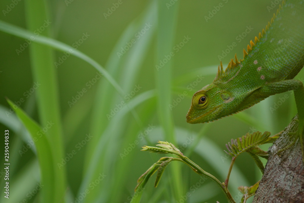 Obraz premium Mane chameleon on the tree stalk