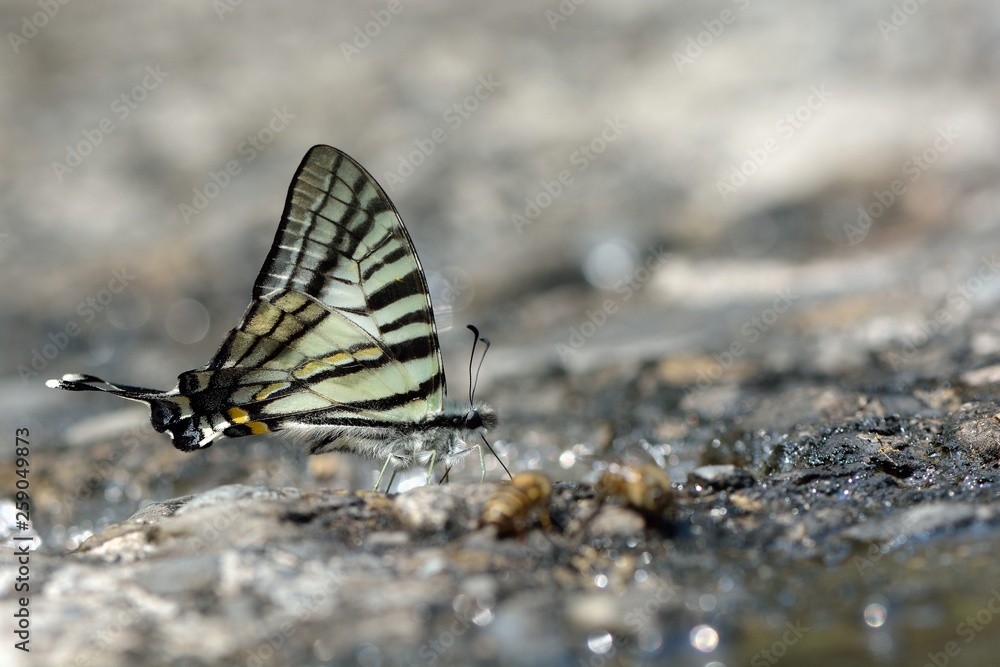 Butterfly from the Taiwan (Pazala eurous) Tailed Such as swords butterfly Butterfly from the Taiwan (Pazala eurous) Tailed Such as swords butterfly