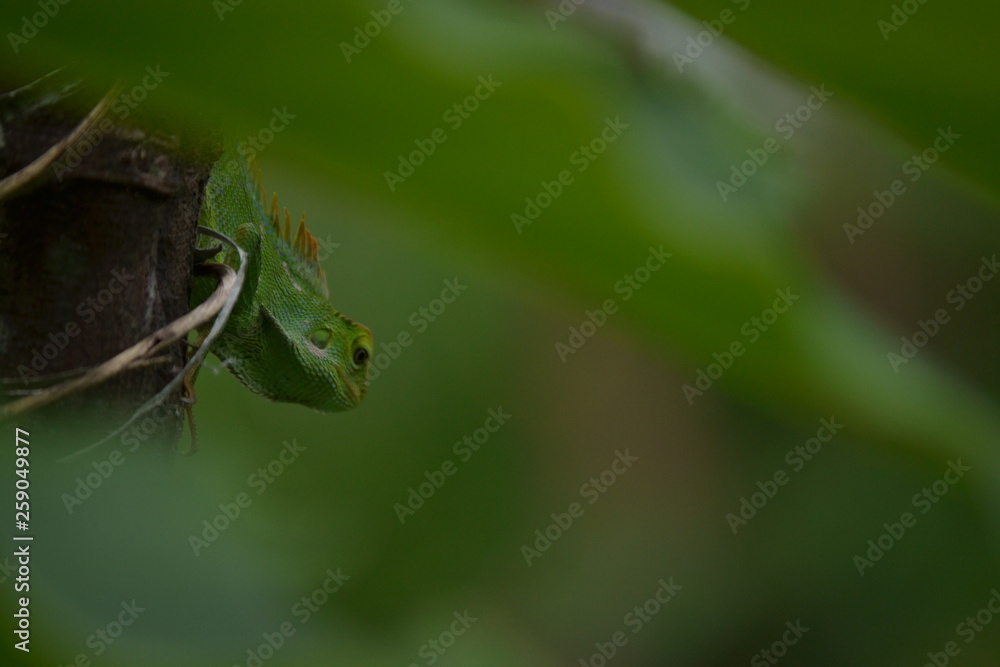 Obraz premium Mane chameleon on the tree stalk