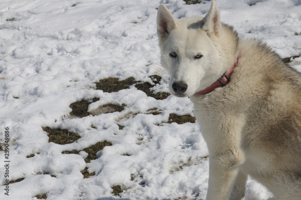 Obraz premium portrait of siberian husky outside in winter