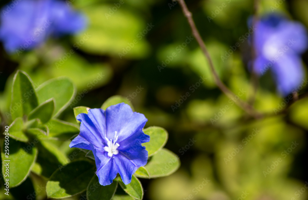 blue flower in the garden blue flower in the garden