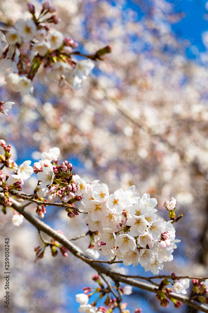 Fototapeta premium 咲き始めた桜の花