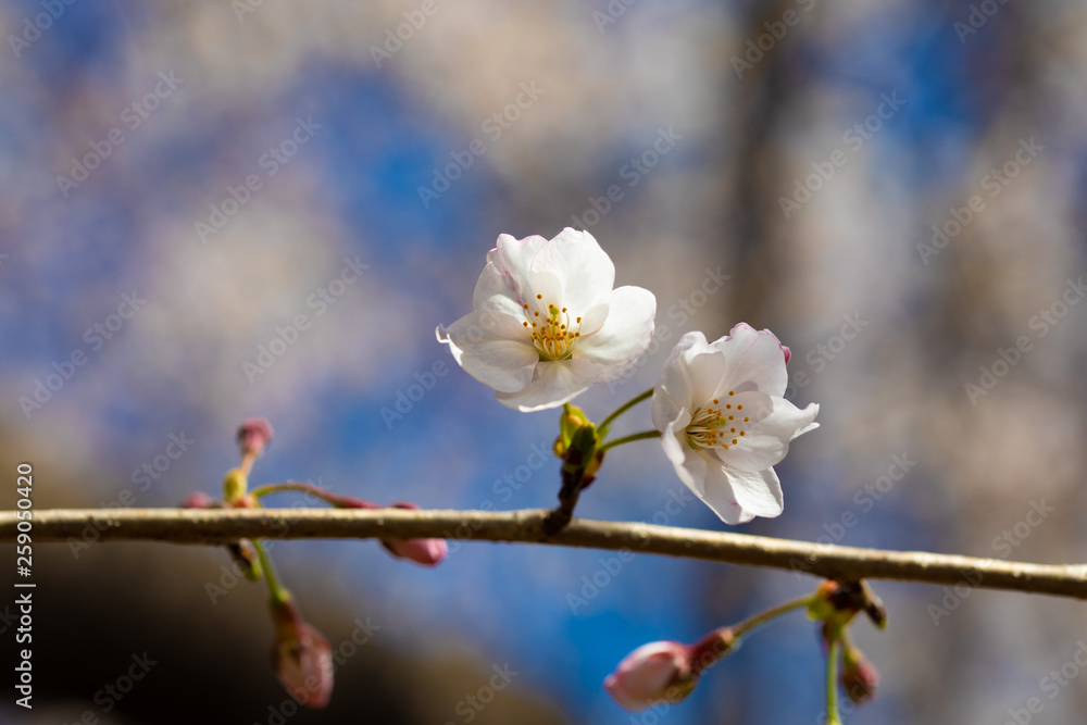 咲き始めた桜の花