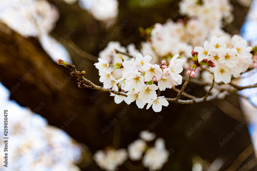 Obraz premium 咲き始めた桜の花