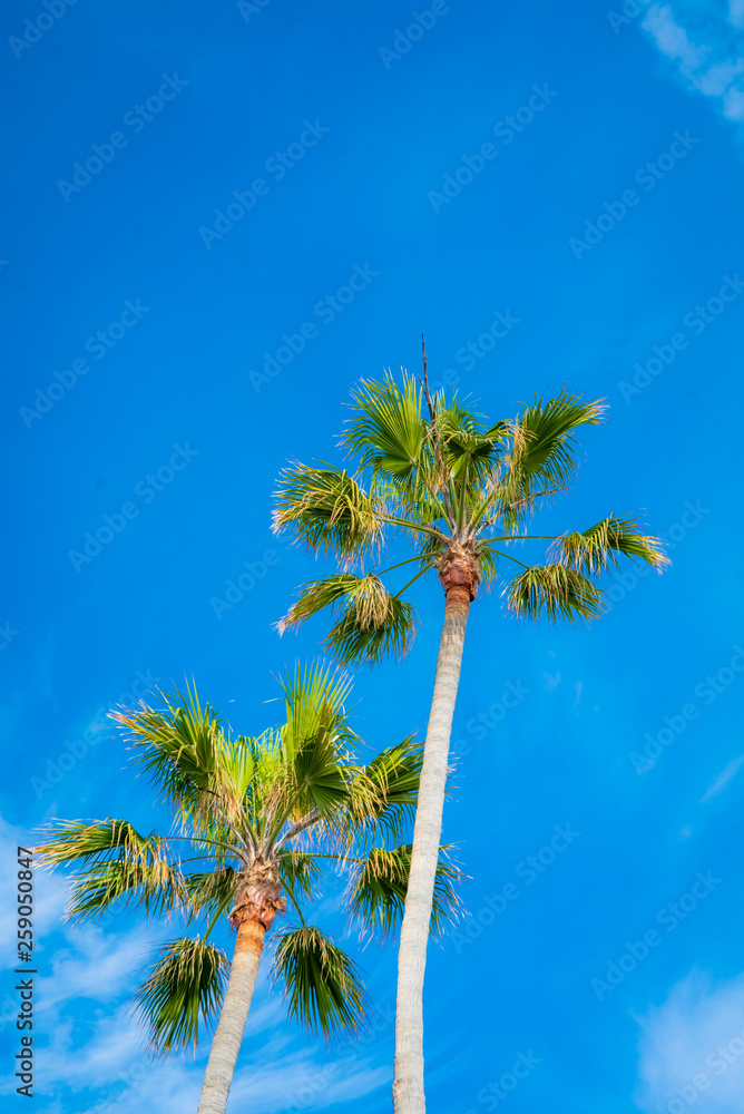 Fototapeta premium Palm trees and blue skies