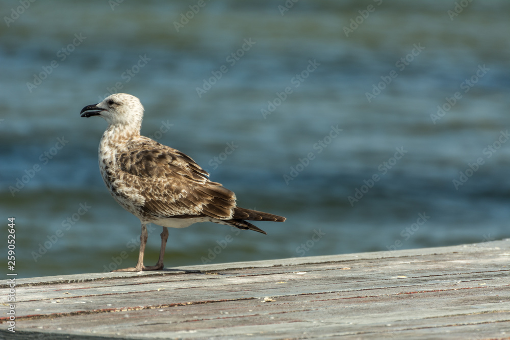 A sigle seagull at the Conceicao Lagoon, in Florianopolis, Brazil. A sigle seagull at the Conceicao Lagoon, in Florianopolis, Brazil.