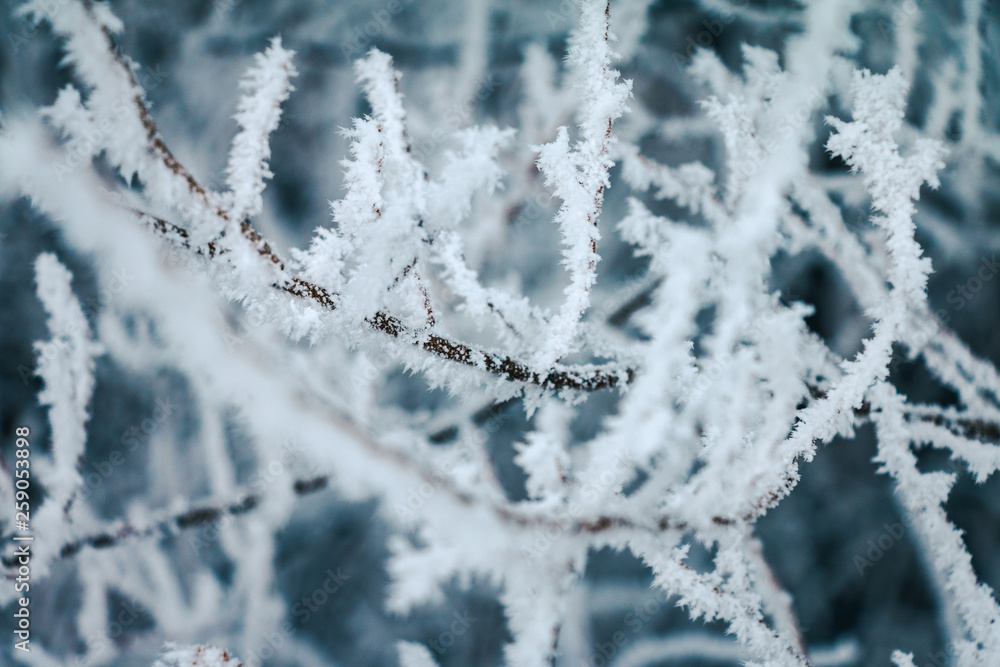 Hoar frost covered twigs in a wintery forest setting, up close on detail with a shallow depth of field. Hoar frost covered twigs in a wintery forest setting, up close on detail with a shallow depth of field.