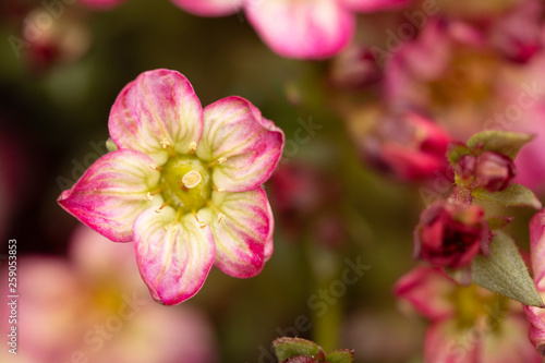 tiny pink flowers closeup. macro
