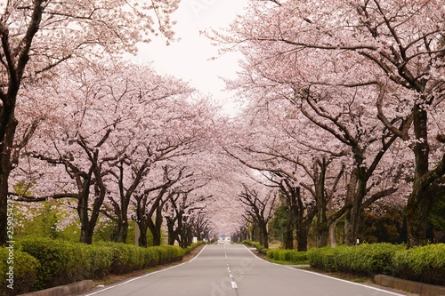 桜の花が満開となってトンネルとなった春の道路