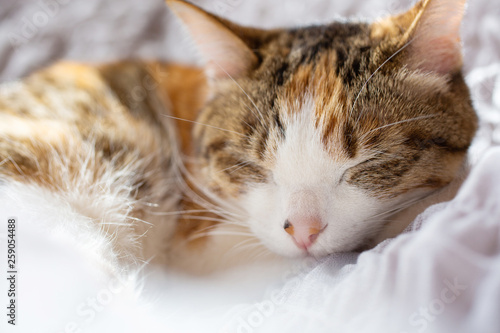 cat sleeping peacefully on bed