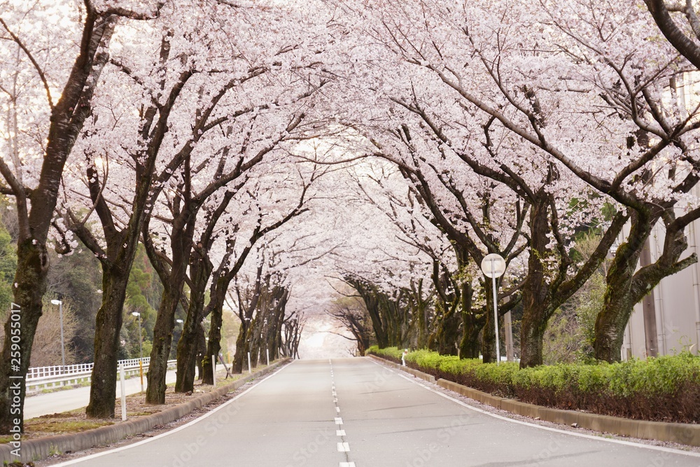Fototapeta premium 桜の花が満開となってトンネルとなった春の道路