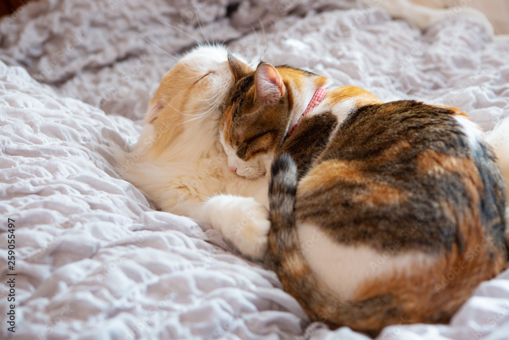 Obraz premium two cats sleeping peacefully on bed