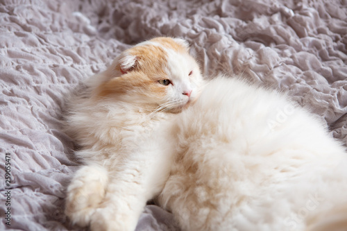 cat sleeping peacefully on bed