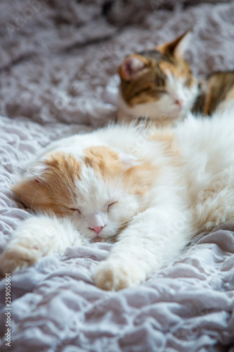 two cats sleeping peacefully on bed © Cyrena111