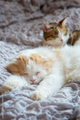 two cats sleeping peacefully on bed