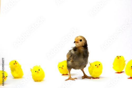 Obraz na płótnie Stand out, be authentic, believe in yourself concept, a defiant real brown chick
