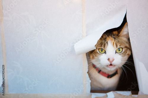 calico cat looking through sliding paper door 