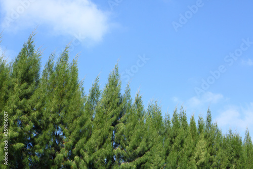 green pine tree in the park © sutichak
