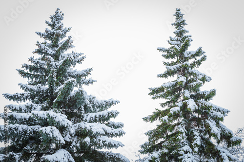 Two evergreens covered with fresh snow against a white winter background © Sevenstock Studio