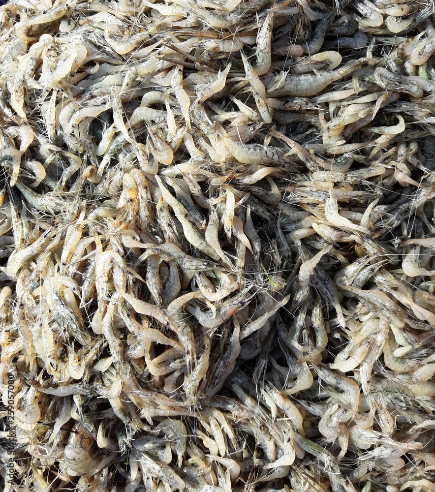 Small freshwater shrimp ( Macrobrachium lanchesteri ) group in the market, Background and texture from pile of aquatic animals