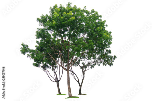 Three green tree isolated on white background