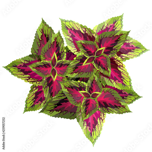 The burgundy with yellow coleus on white background, vector illustration