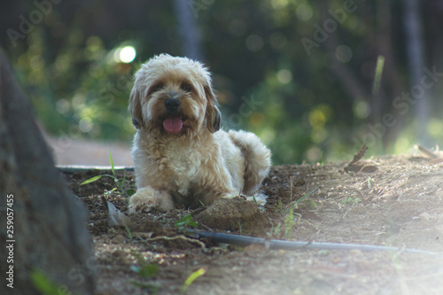 Wallpaper Mural dog in the park Torontodigital.ca