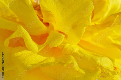 Abstract background and texture from soft overlap of flower petals  Orange color blur pattern on yellow surface