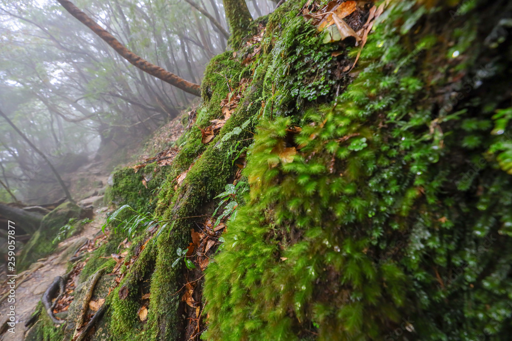 Obraz premium 白谷雲水峡：屋久島 日本